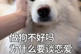 狗狗最想和主人说的这几句话，你知道吗？图片
