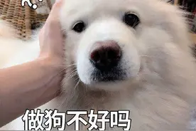 狗狗最想和主人说的这几句话，你知道吗？图片