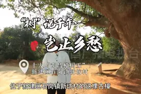 十大“樟树王”｜南昌新建区石岗镇新坊村古樟树图片