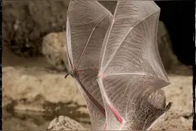 原版RAZ英语分级阅读动画D级 Bats Day and Night图片