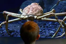 为什么深海中有这么多巨型生物？图片