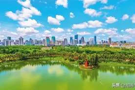 快看，个大、形美、味香、口感好的海口“五丰香芋”开始采收了！图片