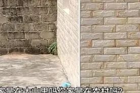 蜜蜂飞来家里面是什么征兆？图片