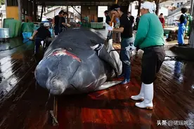 日本为何坚持捕杀鲸鱼?并非为吃肉，真正意图值得世界各国警惕图片