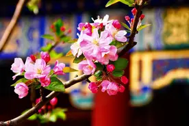 西府海棠怎样栽培和管理？图片