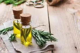 迷迭香是一种怎样的香料植物图片