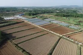乡村振兴 | 湖口：春大豆播种正当时图片
