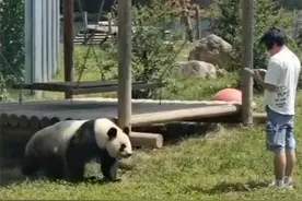 不拿大熊猫当猛兽？男子跳进熊猫园拍照，实际上大熊猫能嚼碎骨头图片