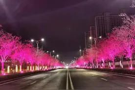 太美！汝州这儿的紫荆花正盛开，夜景更梦幻！图片