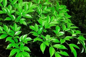 人们常说的“富贵树”——幌伞枫图片