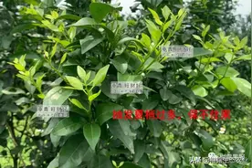 预防早夏梢萌发的有效措施，你掌握了么？图片