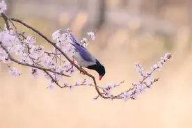 一幅美丽图画图片