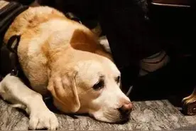 你觉得狗会哭吗？图片
