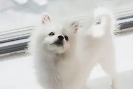 童自荣：我和三条狗狗的故事图片