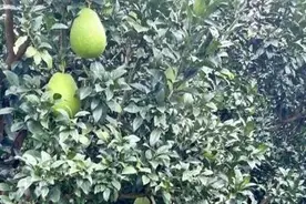 采摘倒计时~青浦红柚园的柚子快要成熟啦~图片