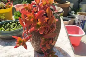火祭徒长怎么办？老花匠告诉您3个技巧，养成老桩好看又值钱图片