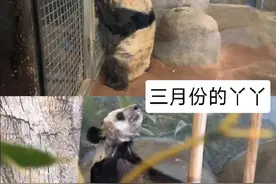丫丫回国前后的对比图图片