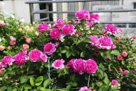 为何盆播的花种子不发芽、不开花？看一看你的操作是否正确图片