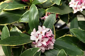 5种“香水花”，如果你喜欢香水味，肯定会迷上它们，太香了图片