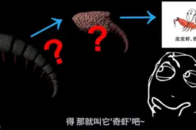 夫妻俩靠硬核生物科普爆红B站，冷知识也能热到飞起图片