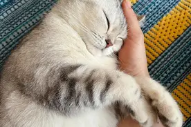 养猫千万别开电蚊香图片