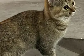 雀猫是雀猫，狸猫是狸猫，不一样图片