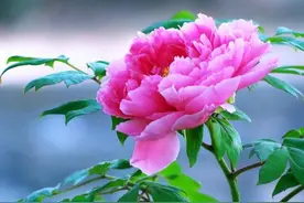 5种“旺宅花”，家里养一盆，全家运势旺，又漂亮又吉利图片