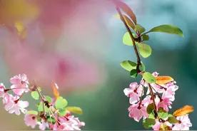「美丽晋宁」海棠依旧图片