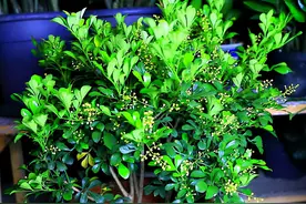 南阳台光线好适合养哪些花，盘点喜欢强光的盆栽，看看有哪些？图片