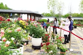 记者走进南阳世界月季大观园感受月季魅力—— 满园春色，“花中皇后”迎客来图片