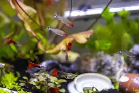 鱼缸的观赏鱼过几天就死一条，未必都是疾病造成的，可能死于内耗图片