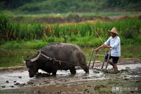 农村六七十岁老汉下地干农活，问其原因，老人说出了心底话图片