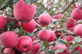 晚熟苹果脱袋时间有讲究图片