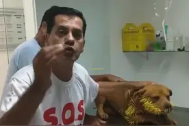 狗狗和豪猪干架，扎了一嘴刺，主人带它去医院，狗狗的眼神亮了图片