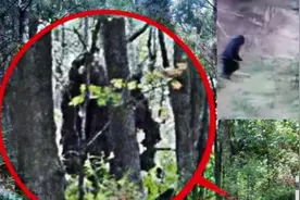贵州发现神奇物种“扁婆山魈”，与人相似，轻松咬断百斤野猪脖子图片