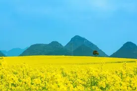 散文原创:春色醉千山‖油菜花美图分享图片
