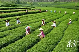 广东有好茶，多项指标走在全国前列｜中国茶产区巡礼③图片