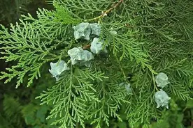 我国才有的侧柏，被誉为“植物黄金”，价值珍贵，大家都抢着种植图片