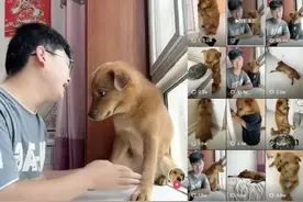 网红疑似用针扎狗拍视频，扬言号没了狗也没了，可以不爱请别伤害图片