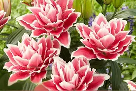 7款“种球花”，花大如拳，香甜如蜜，种一年爆一窝图片