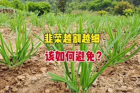 韭菜越割越细啥原因？掌握4点技巧，韭菜一茬接一茬，浓绿又粗壮图片
