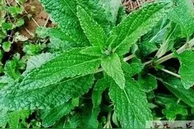 蟾蜍草，虽为野草，不仅有用，而且气质非凡图片