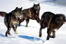 《猎人大山的猎犬》之四：遇狼王玉面阎罗，猎犬死战未退缩图片