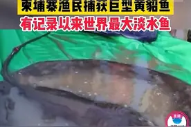 湄公河捕获600斤黄貂鱼！“最大”引非议，毒液可致死为何还濒危图片