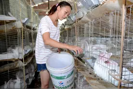 兔子一年能生8窝，繁殖如此多，农民为啥不养殖兔子致富？图片