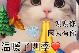 猫咪绝育最佳时间是什么时候？很多铲屎官都记错了！图片