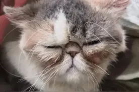 重度猫癣的猫咪，宠物医院要千元被我八元钱就治疗痊愈了图片