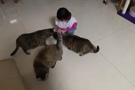 小女孩和三只狸花猫的成长故事图片