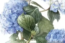 花正红，醉春风，山光水色园中别样情图片