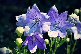俗称“狗宝”菜，别名包袱花，朝鲜人最爱吃，桔梗种植其实不难图片